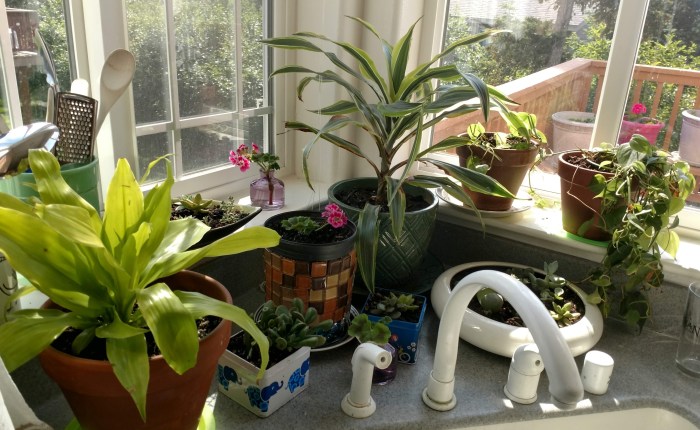 Kitchen Window Sill Gardens and Recycling Plant&nbsp;Containers