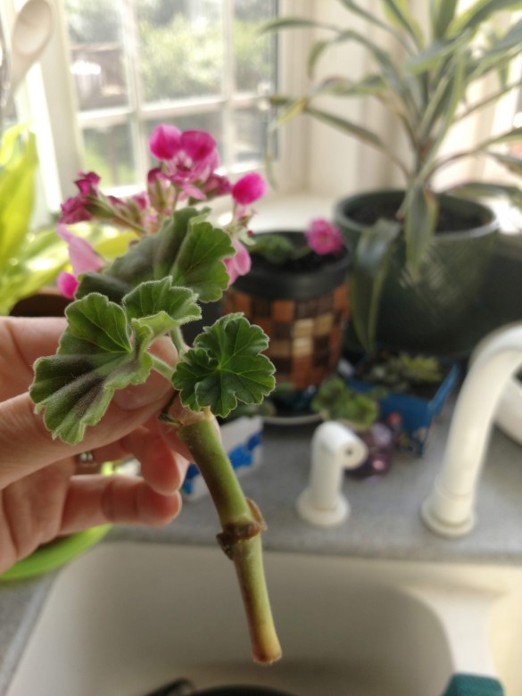 img_20190623_155031570